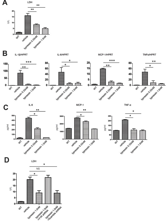 Lysine vasopressin protects primary hepatocytes from hypoxia/reoxygenation-induced injury