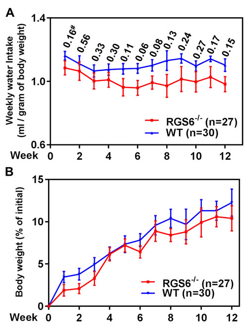 RGS6 loss does not alter BBN-water intake or body weight gain in mice.