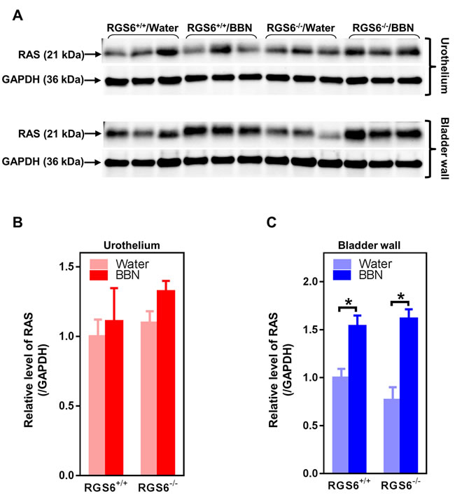 BBN treatment of mice has no effects on RAS expression in urothelium but induces RAS in bladder wall independent of RGS6.