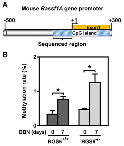 BBN induces methylation of a CpG island within the mouse