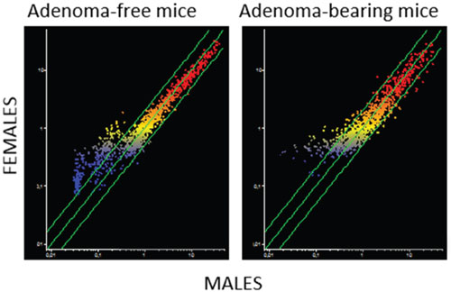 Intergender differences in miRNA expression intensity in mouse lung as related to the presence of pulmonary adenomas.