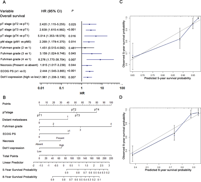 Multivariate analysis, Nomogram and calibration plots for prediction of overall survival (OS) in patients with ccRCC.