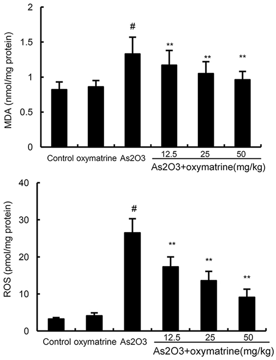 Effects of oxymatrine on As2O3-induced ROS and MDA levels.