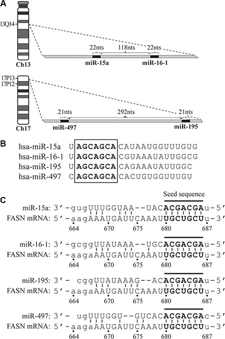 The schematic diagrams of genomic loci for microRNAs, their seed sequences and target site on the 3&#x2032;-UTR of FASN mRNA.