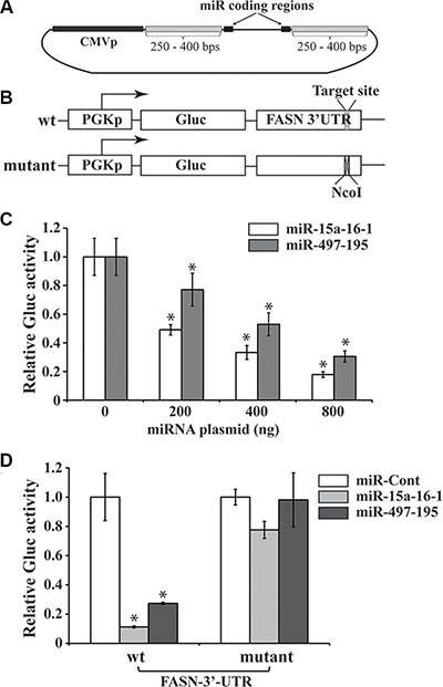 Reporter assays of FASN 3&#x2032;-UTR-mediated expression regulated by microRNAs.