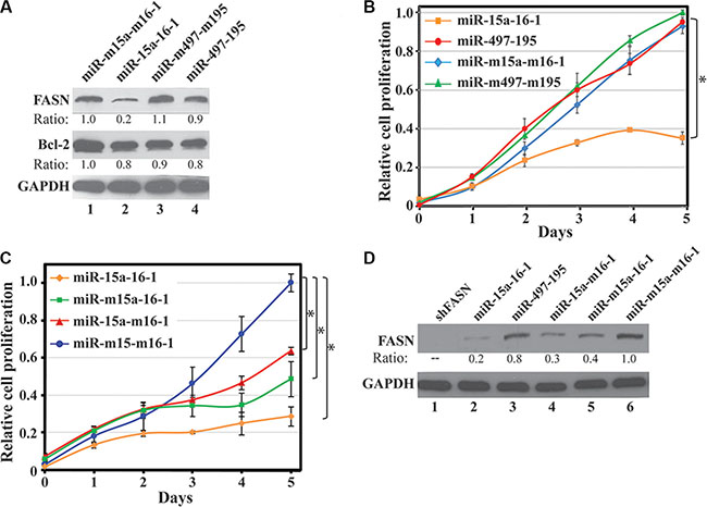 Effect of miR-15a-16-1 and miR-497-195 on endogenous FASN expression and breast cancer cell proliferation.