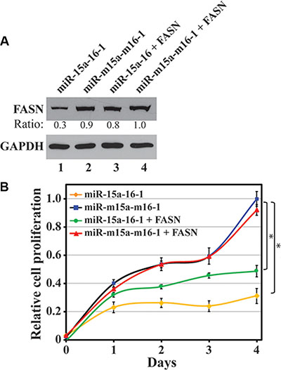 Restoration of miRNA-inhibited FASN expression and its effect on breast cancer cell proliferation.