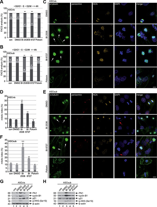 Plk1 inhibition triggers mitotic arrest in ASCs.