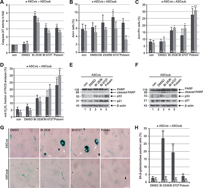 Plk1 inhibition induces apoptosis in both ASCs and senescence in survived visceral ASCs.
