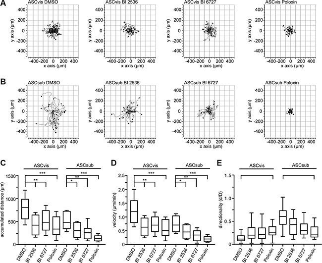 The inhibition of Plk1 reduces the random motility of ASCs.