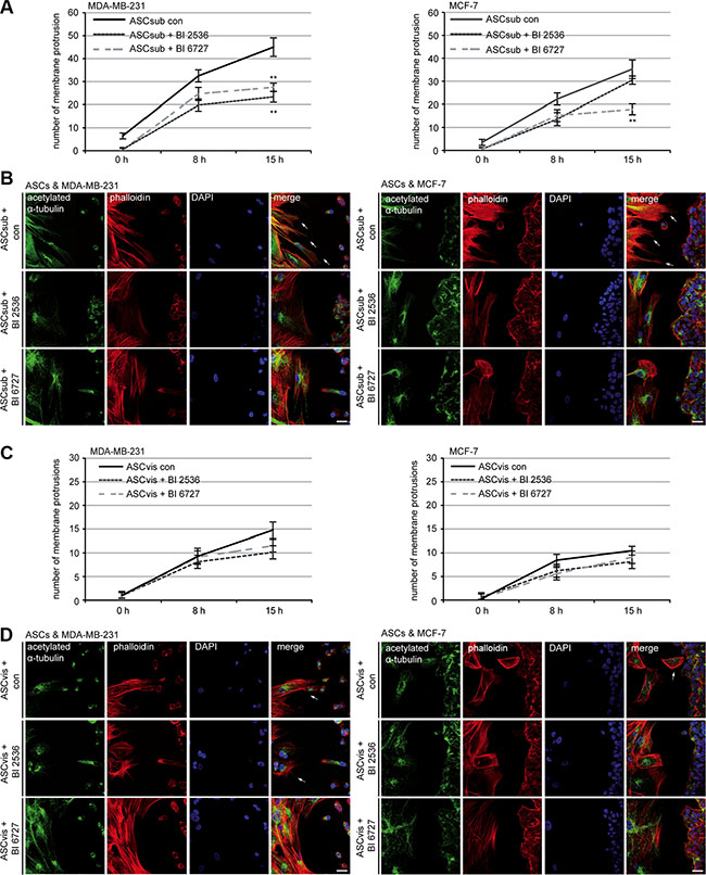 Plk1 inhibition reduces the homing ability of subcutaneous ASCs.