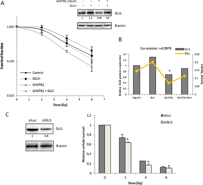 Role of GLI1 in radiosensitizing effect of GANT61 in 22Rv1 cells.