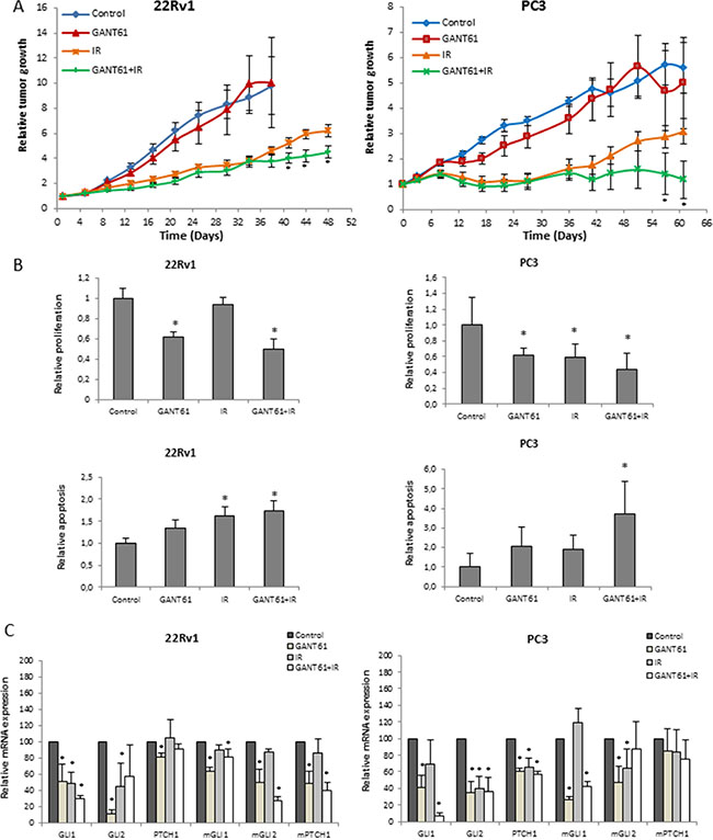 Effect of GANT61 and IR in vivo.