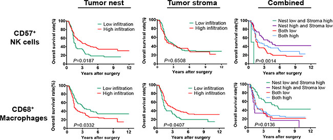 Survival analysis of the infiltrating densities of CD57+ NK cells and CD68+ macrophages in esophageal cancer tissues from stage II+III patients.