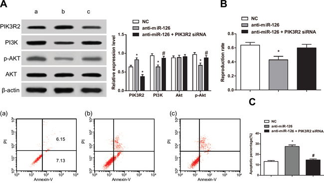 PIK3R2 participates in proliferation and apoptosis of RASFs induced by miR-126.