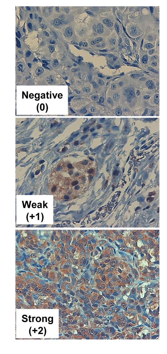 Hpa2 immunostaining.