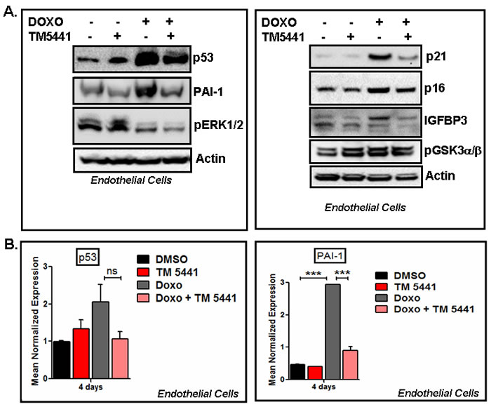 PAI-1 inhibitor TM5441 inhibits Doxorubicin-induced senescence regulators in endothelial cells.