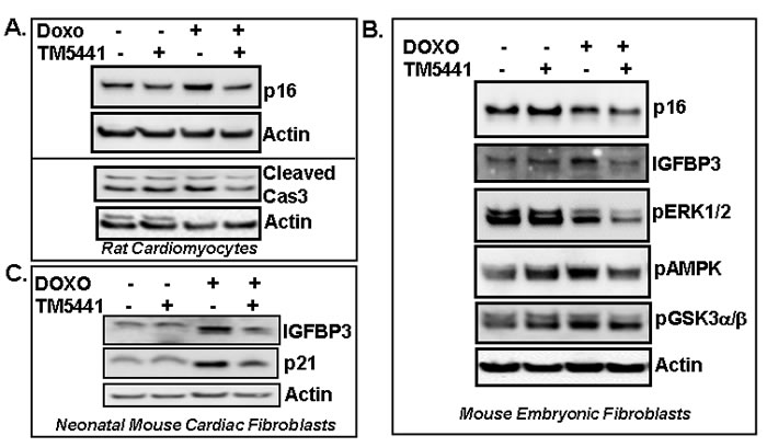 PAI-1 inhibitor TM5441 inhibits Doxorubicin-induced senescence regulators in cardiomyocytes and fibroblasts.