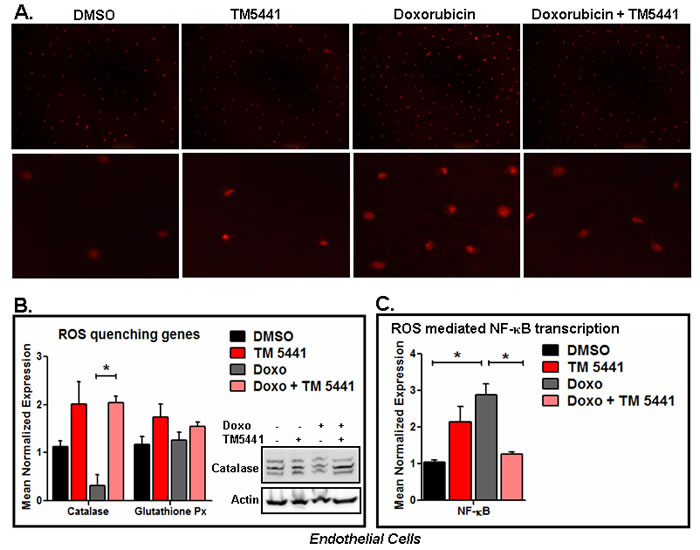 PAI-1 inhibitor TM5441 inhibits Doxorubicin-induced ROS generation in endothelial cells.