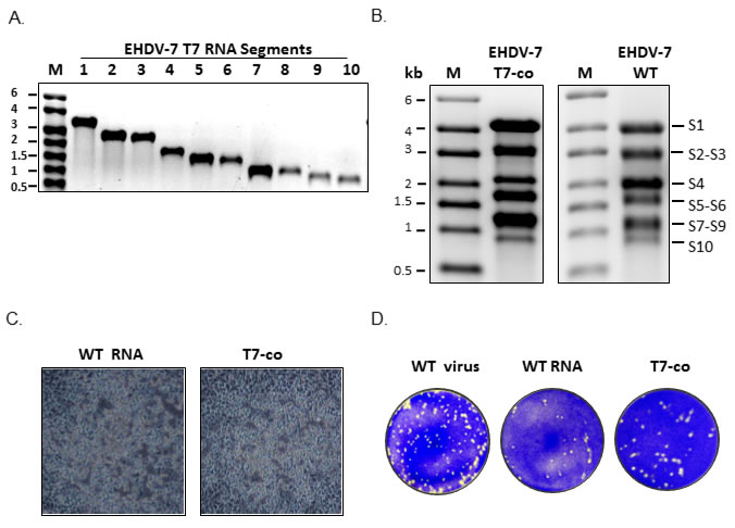 Synthesis and infectivity EHDV-7 RNA segments.