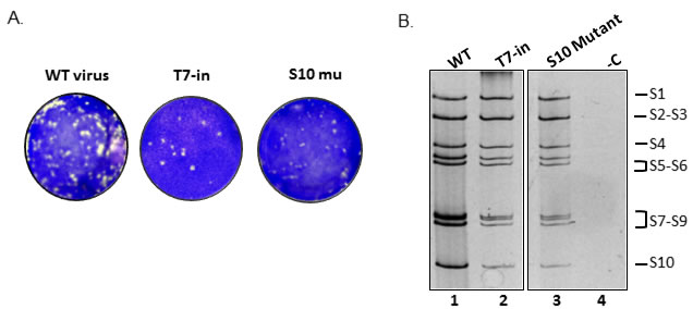 Reverse genetics of individually synthesized segments.