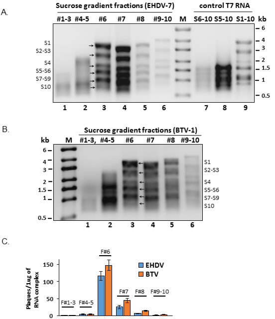 Formation and fractionation of S1-S10 RNA complexes.