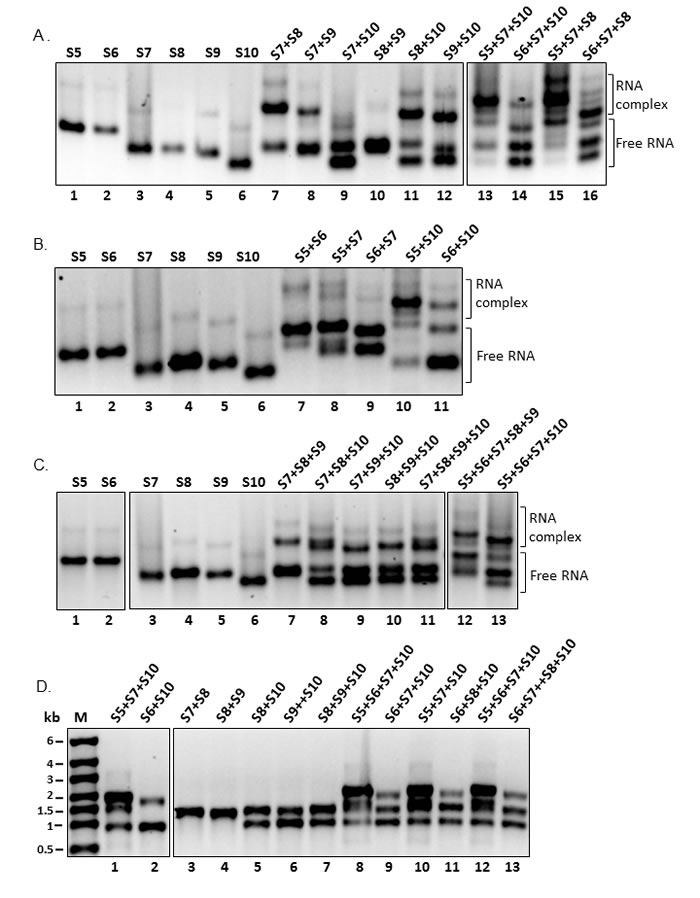 Interactions and complex formation of RNA segments showing the complex and free RNAs.