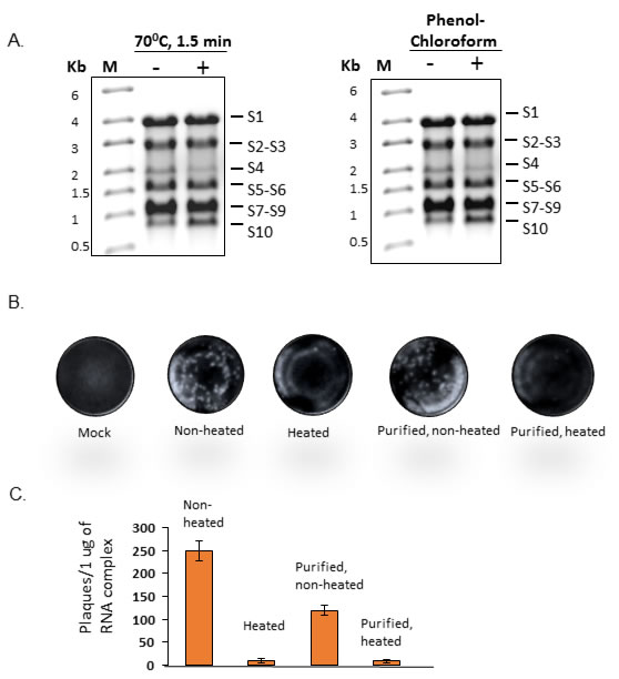 Infectivity of disrupted co-transcribed RNA products.