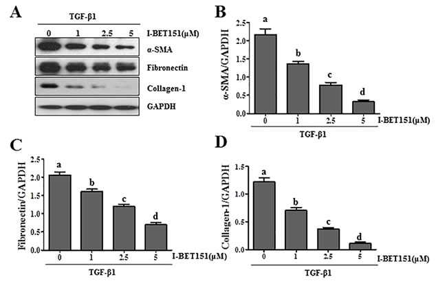 I-BET151 inhibits TGF-&#x3b2; 1-induced activation of renal interstitial fibroblasts in a dose and time dependent manner.