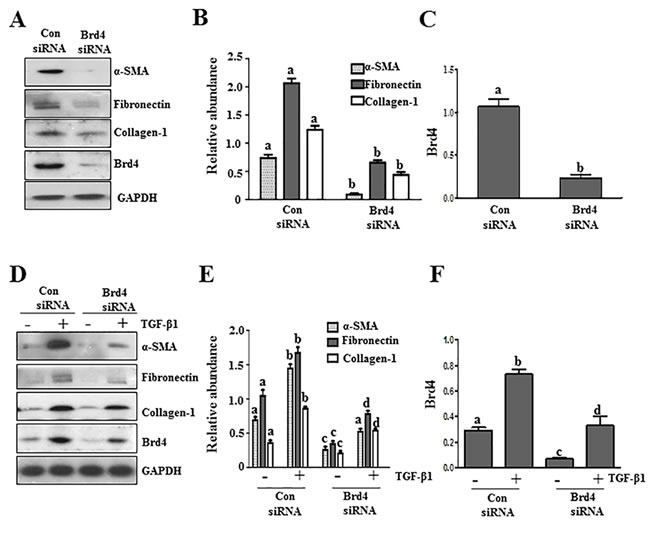 Knockdown of Brd4 with siRNA inhibits fibroblast activation.