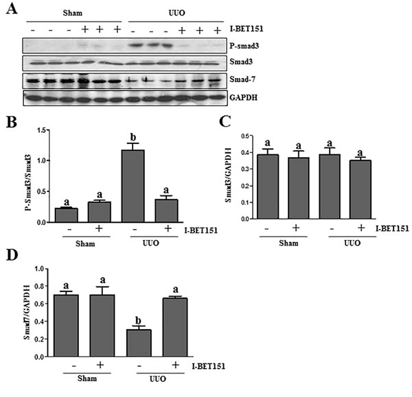 I-BET151 inhibits activation of TGF-&#x3b2;1/Smad3 signalingin UUO models.