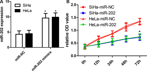 miR-202 inhibits CC cell proliferation.