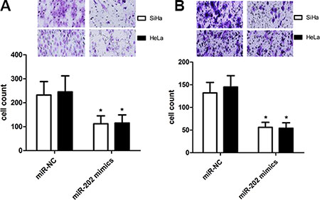 miR-202 inhibits CC cell migration and invasion.