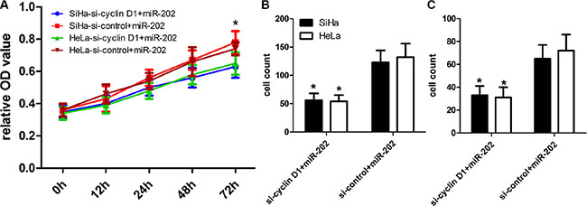 cyclin D1 inhibition enhanced the inhibitory effect of miR-202 on CC cell proliferation, migration and invasion.