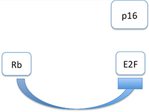Interaction modell of p16INK4a in HPV negative cases: Tumoursuppressor Retinoblastoma gene (Rb) is inhibiting transcription factor E2F.
