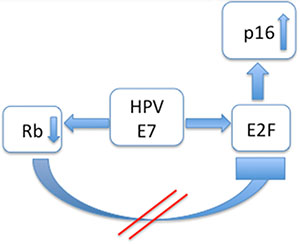 Interaction modell of p16INK4a in HPV positive cases: The HPV associated oncoprotein E7 acts in a double way: Rb is inhibited and E2F is promoted.