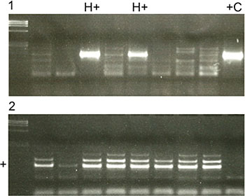 Figure 4: