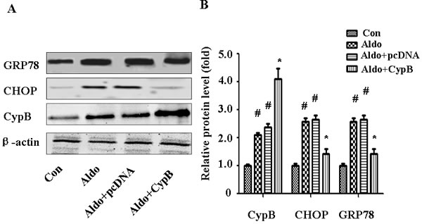 CYPB overexpression suppresses aldosterone (Aldo)-induced ERS.