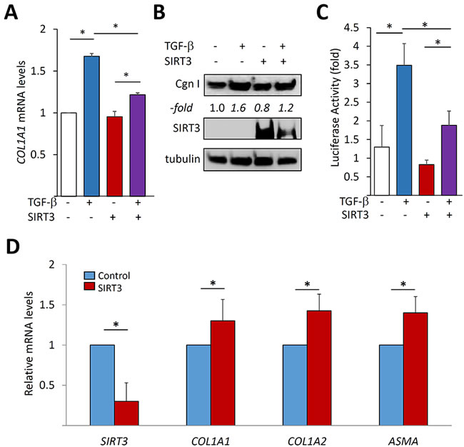 SIRT3 negatively regulates fibrotic responses.