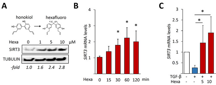 Hexafluoro stimulates SIRT3 expression.
