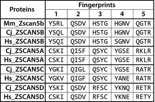 Diverged DNA-binding &#x201c;fingerprint&#x201d; patterns for primate-specific ZSCAN5 proteins.