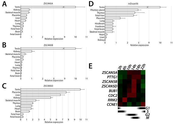 Tissue- and cell cycle stage-specific expression ZSCAN5 family genes.
