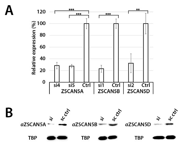 siRNA knockdown of ZSCAN5 and antibody specificity.