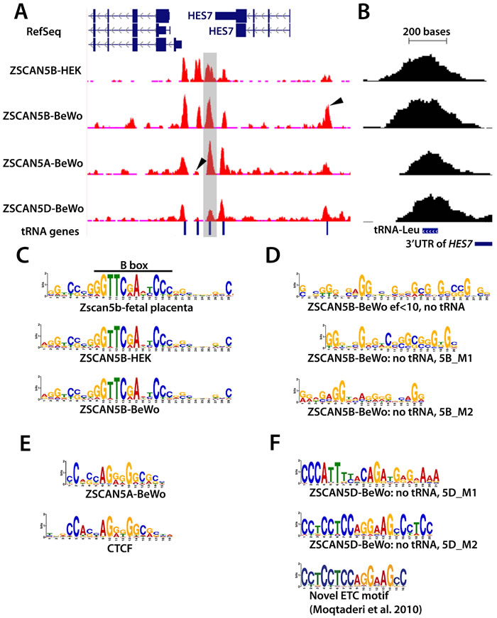 ZSCAN5 binding displays a protein- and cell type-specific preference for tDNAs and other Pol III-related loci enriched in G/C rich motifs.