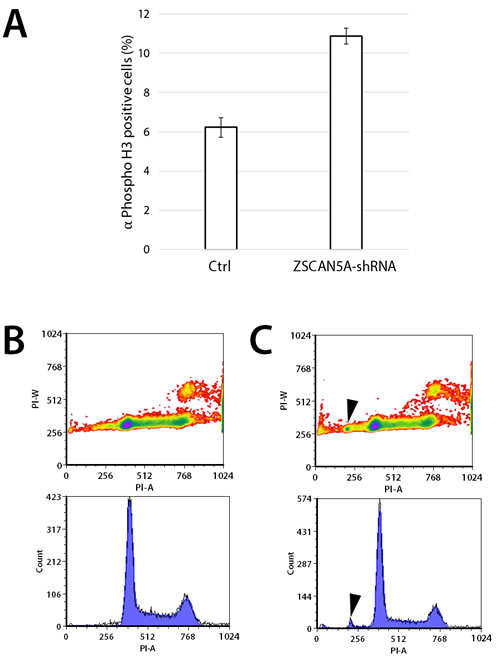 Knockdown of ZSCAN5A increases number of cells entering mitosis and aneuploidy.