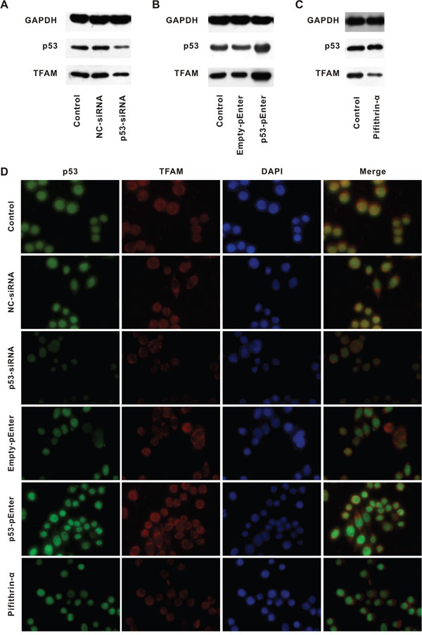 TFAM expression following alteration of p53 expression.