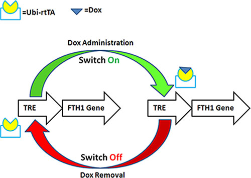 Schematic illustration of Dox-controlled FTH1 expression.