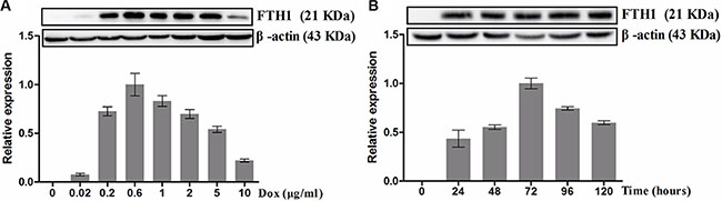 Western blot analysis of Dox-inducible FTH1 expression.