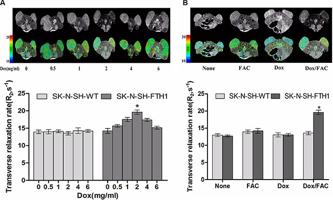 MRI validation of dose-dependent FTH1 expression in mouse tumors from subcutaneously inoculated cell grafts.