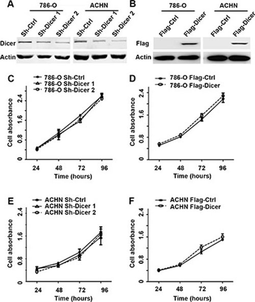 Dicer had no effect on cell proliferation in ccRCC cells in vitro